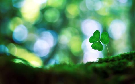 Wallpapers Four Leaf Clover Wallpaper Cave