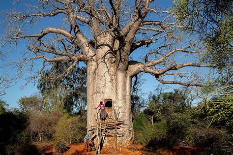 Historia Propiedades Y Usos Del Baobab