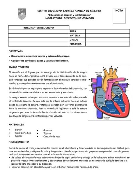 Laboratorio Disección De Corazón Pdf