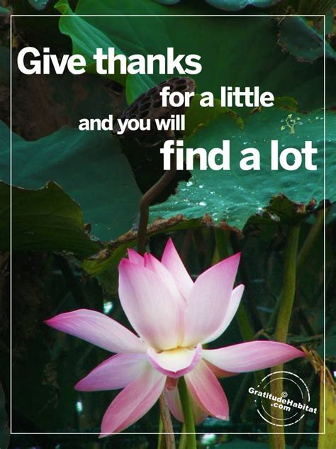 Gratitude Habitat Living In Gratitude Give Thanks For A Little And