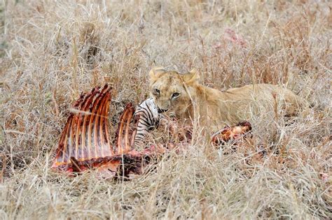 Lions Eating A Zebra Stock Image Colourbox