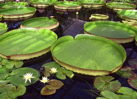 Top 8 Aquatic Plants Which Floats On Water Allrefer