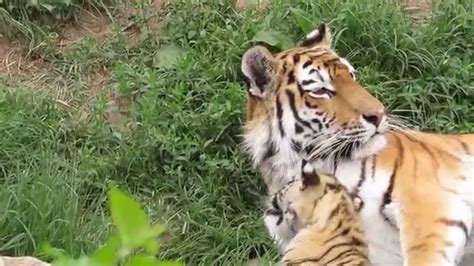 Mother Tiger Plays With Her Cub Youtube