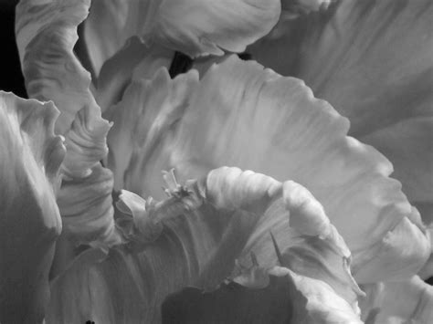 Marthas Vienna Parrot Tulips In Black And White