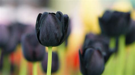 Maybe you would like to learn more about one of these? Black tulip flowers wallpaper | flowers | Wallpaper Better