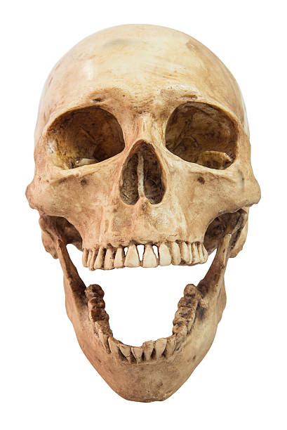 Royalty Free Human Skull Pictures Images And Stock Photos Istock