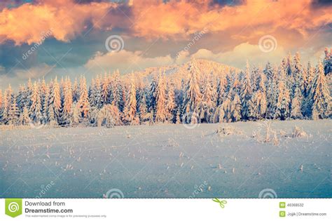 Colorful Winter Sunrise In The Mountains Stock Photo Image Of Forest