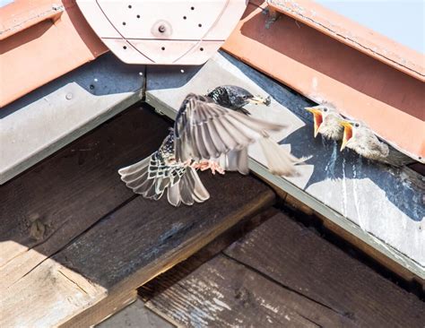 Stop Birds Nesting In Your Roof Queensland Qsm