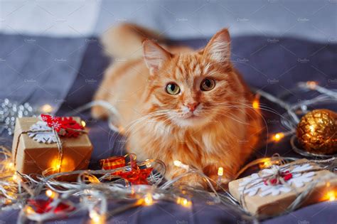 Cute Ginger Christmas Cat Holiday Stock Photos ~ Creative Market