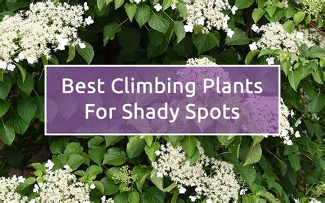 Perennial climbing flowers for shade. Shade garden: The best climbing plants for shady garden ...