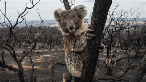 Ifaw Calls For Emergency Protections For Koalas After Report Reveals True Impact Of Australia S