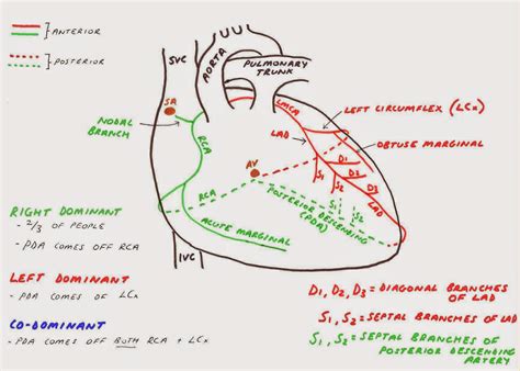 Hunting The Culprit 2 Coronary Artery Anatomy Ponder Med