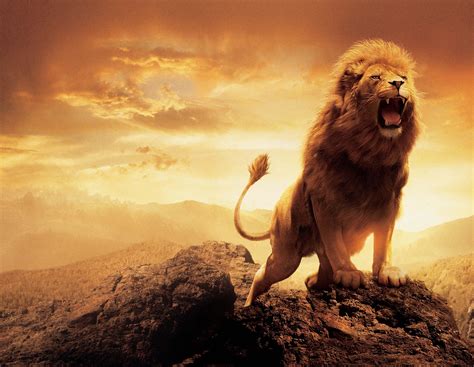 Lion Wallpapers Hd Desktop And Mobile Backgrounds