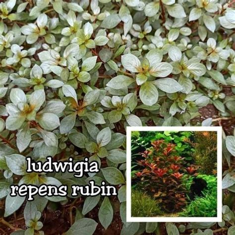 Ludwigia Repens Rubin Aquatic Plants Stem Shopee Philippines