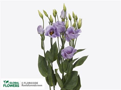 Photo Eustoma Russellianum Enkelbloemig Piccolo Lavender Global Flowers