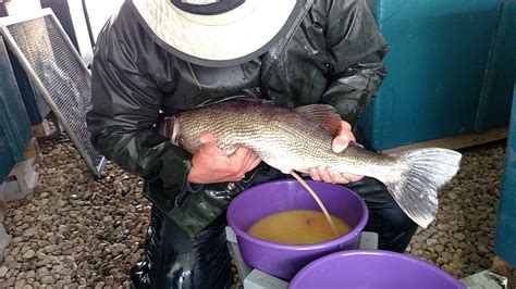 The path to big walleye: Step by step by the banks of the Mississippi