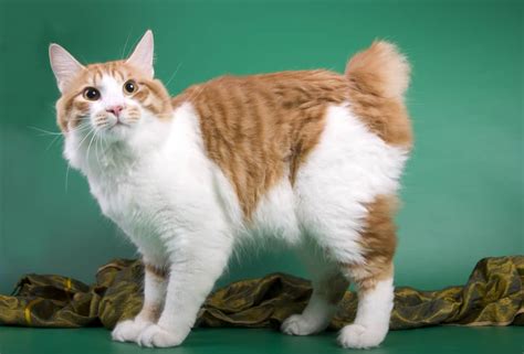 Biography Of American Bobtail Breed Breeds Of Cat