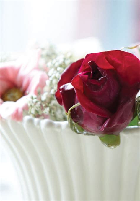 The second is applying some sort of preservative. Love your blooms forever with these 3 simple ways to ...