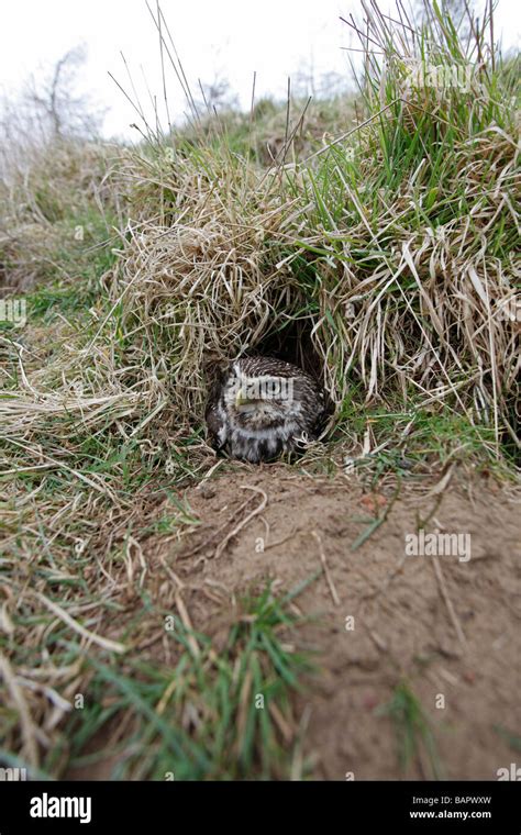 Little Owl Athene Noctua At Entrance To Nest Burrow In Rabbit Warren