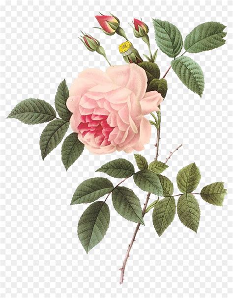 Vintage Rose Botanical Illustration Vintage Rose Botanical