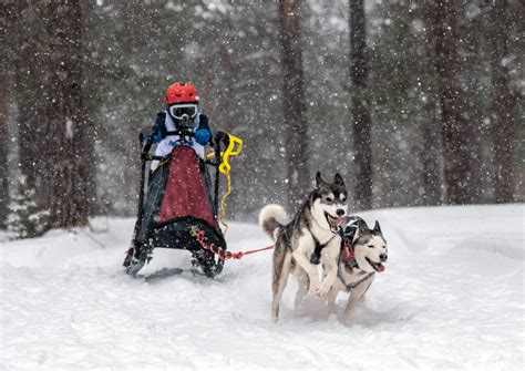 How Much Weight Can A Sled Dog Pull Solved Sporty Dog