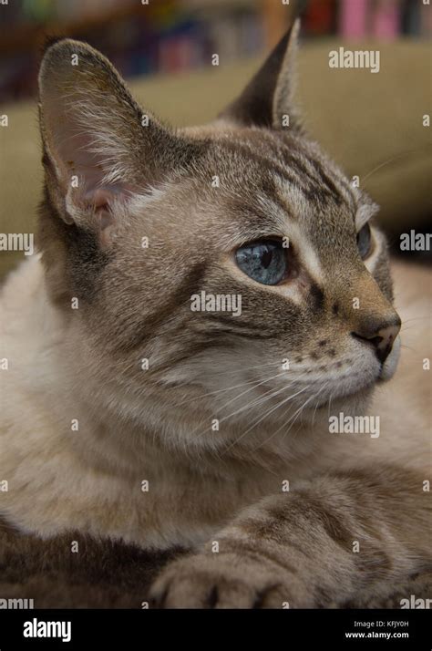 Cream Tabby Point Hi Res Stock Photography And Images Alamy