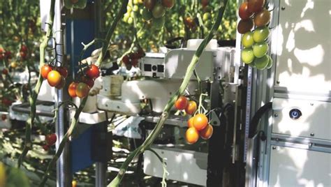 Introducing Ai Equipped Tomato Harvesting Robots To Farms May Help To