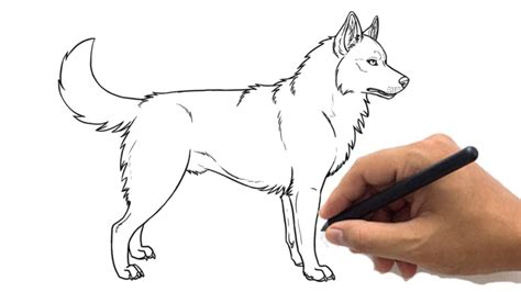 How To Draw A Husky Dog