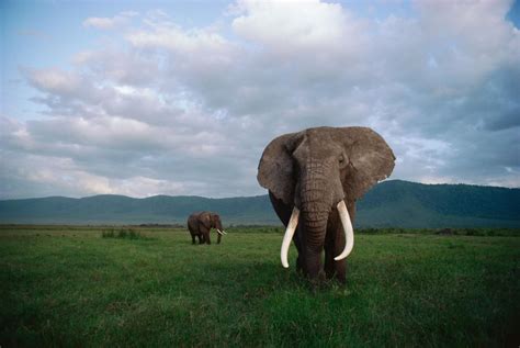 Why Killing A Bull Elephant With Big Tusks Hurts The Herd Conservation Action Trust