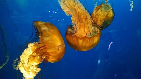 Free Images Underwater Jellyfish Blue Invertebrate Reef Cnidaria