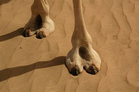 Camel Feet Stock Photos Pictures And Royalty Free Images Istock
