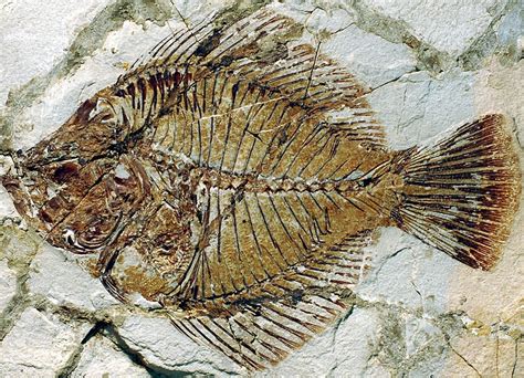 Flatfish Fossils Fill In Evolutionary Missing Link The University Of