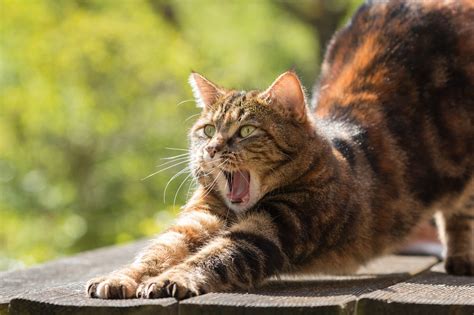 猫が驚くほど伸びるのはなぜ？伸びをする理由と柔らかさの正体について！｜猫の総合情報サイト ペットスマイルニュースforネコちゃん