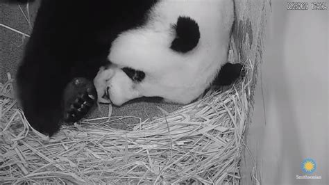 Video Of Giant Panda Mom Comforting Tiny Cub Goes Viral Seen It Yet