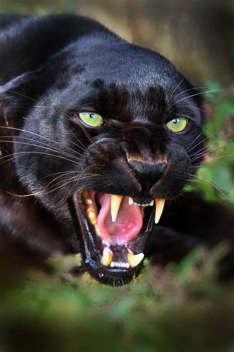 Funkysafari Black Panther X Animals Pinterest