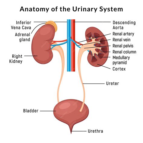 Premium Vector Urinary System Anatomy Incontinence Biology Infection