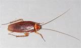 Cockroach Gif Pictures