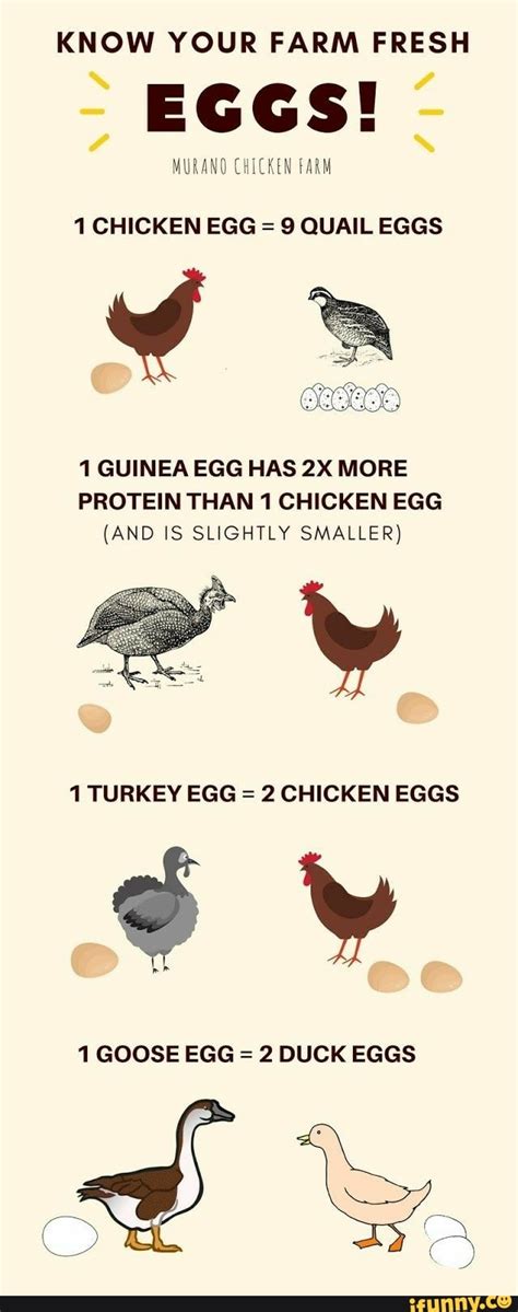 We did not find results for: KNOW YOUR FARM FRESH EGGS! - 1 CHICKEN EGG = 9 QUAIL EGGS ...