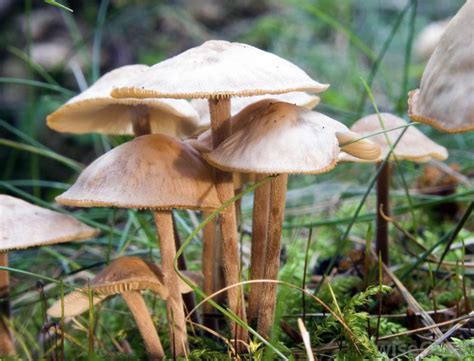 What Are The Different Types Of Edible Mushrooms