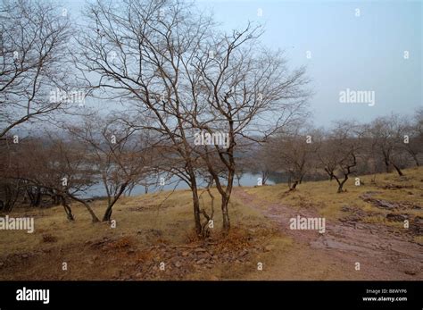 Dry Deciduous Forest Hi Res Stock Photography And Images Alamy