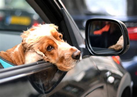Those Three Clever Dogs Trained To Drive A Car Provide Valuable Lessons