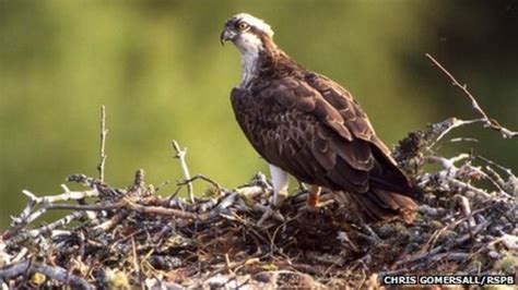 First Osprey Chick At Loch Garten Hatches Into Paternity Storm Bbc News