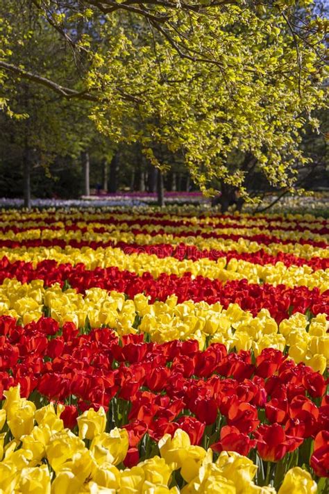 Keukenhof Flower Garden Largest Tulip Park In World Lisse