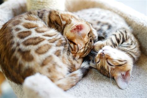 Importing cats to australia can be complicated as they have strict conditions that must be met. Meet the Bengal cats and kittens of Bengal Cats Australia ...