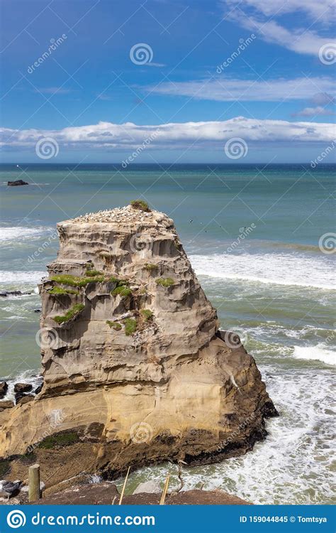 Gannet Colony At Muriwai Beach New Zealand Stock Image Image Of
