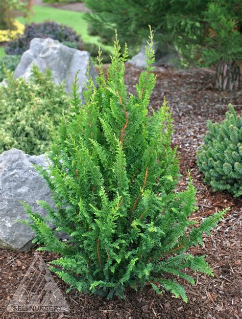 Chamaecyparis Obtusa Filicoides Compacta Hinoki Cypress Conifers Garden Evergreen Shrubs