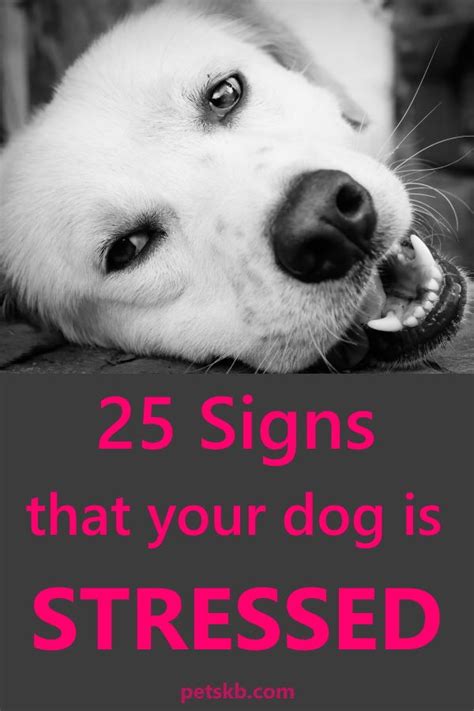 25 Signs That Your Dog Might Be Stressed Dog Stress Your Dog Dog Care