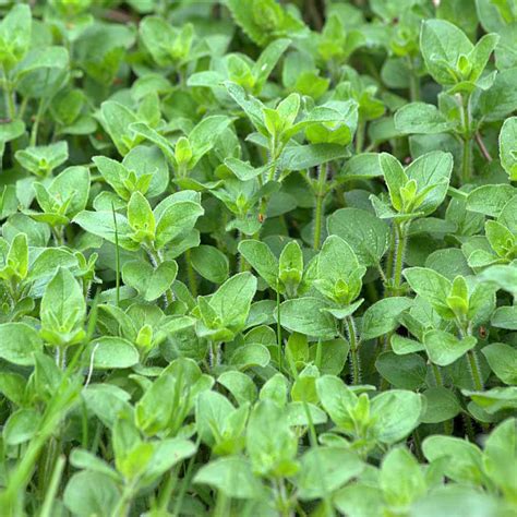 Oregano Seed Origanum Vulgare Herb Plant Seeds