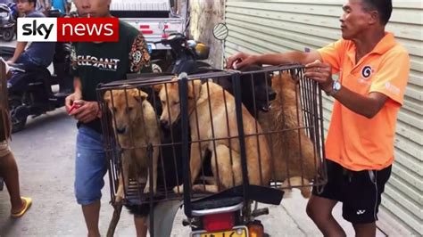 Horrific Dog Meat Festival In Yulin China Goes Ahead Amid Protests And