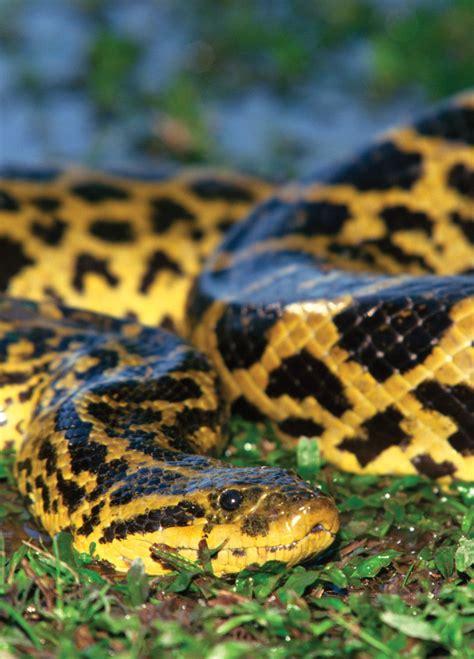 Anaconda Rainforest Constrictor And Predator Britannica